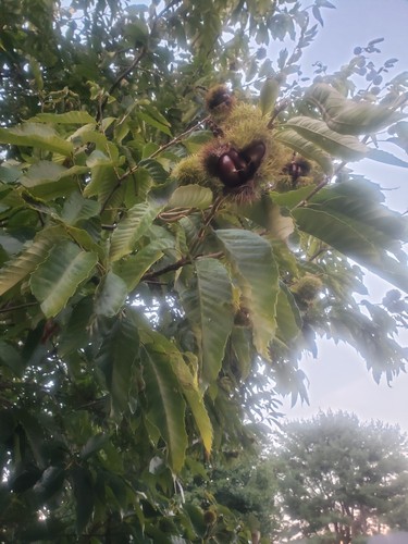 American chestnut tree - 10,