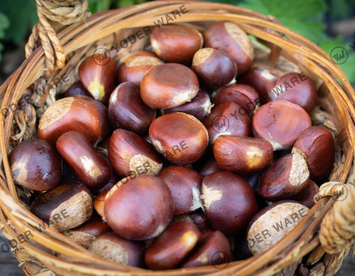 Fresh chestnuts fall 2026 - fresh,